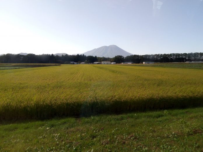 IMAGE_Betting on Drones as Smart Agricultural Tools for Pesticide Use in Farms